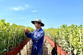 Ảnh minh họa. (Ảnh: Thanh Sang/TTXVN)