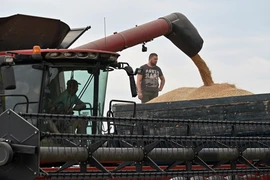 Thu hoạch ngũ cốc trên cánh đồng gần làng Kivshovata, vùng Kiev, (Ukraine), tháng 7/2023. (Ảnh: AFP/TTXVN)