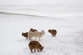 Tuyết phủ trắng xóa tại Sergelen Soum (Mông Cổ), tháng 11/2023. (Ảnh: AFP/TTXVN)