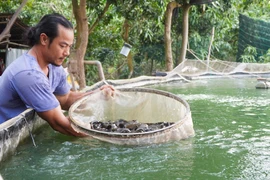 Anh Nguyễn Chí Tâm kiểm tra trọng lượng cá chạch lấu được nuôi trong bể lót bạt. (Ảnh: Nhựt An/TTXVN)
