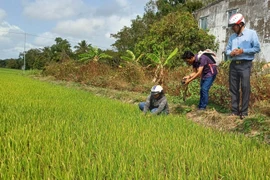 Một số diện tích lúa xuống giống Đông Xuân muộn tại Sóc Trăng bị thiếu nước sản xuất do mặn xâm nhập, tháng 2/2024. (Ảnh: Tuấn Phi/TTXVN)