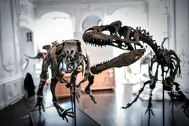 Hóa thạch xương khủng long Camptosaurus (trái) được trưng bày tại nhà đấu giá Artcurial ở Paris (Pháp), ngày 13/11/2018. (Ảnh: AFP/TTXVN)