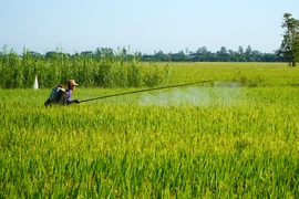 Nông dân Đồng Tháp chăm sóc lúa. (Ảnh: Nhựt An/TTXVN)