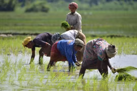 Nông dân trồng lúa trên cánh đồng ở Nagaon, bang Assam (Ấn Độ). (Ảnh: THX/TTXVN)
