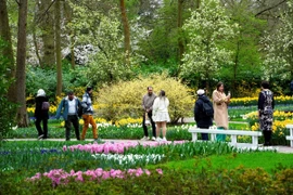 Du khách tham quan vườn hoa Keukenhof ở Lisse (Hà Lan), ngày 21/3/2024. (Ảnh: AFP/TTXVN)