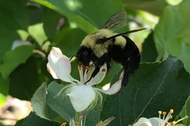 Một con ong vò vẽ chúa. (Nguồn: CNN)