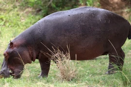 (Nguồn: Getty Images/CNN)