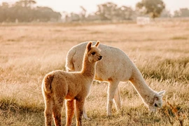 Lạc đà Alpaca. (Nguồn: The Guardian)