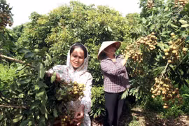 Các thành viên của Hợp tác xã cây ăn quả đặc sản Quyết Thắng, xã Tân Hưng, thành phố Hưng Yên chuẩn bị cho vụ thu hoạch nhãn. (Ảnh: Mai Ngoan/TTXVN)