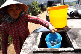 Người dân ở Bến Tre nói riêng và Đồng bằng Sông Cửu Long nhiều năm nay đã thích nghi, chủ động ứng phó, sống chung với hạn, mặn. (Ảnh: Hồng Đạt/TTXVN)