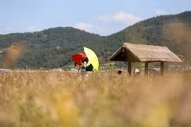 Du khách tham quan Vịnh Suncheon (Hàn Quốc). (Ảnh: THX/TTXVN)