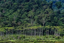 Một cánh rừng ở khu vực Đông Nam Á. (Ảnh: AFP/TTXVN)