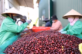 Càphê là một trong những sản phẩm được Việt Nam giới thiệu tại AFIC10. (Ảnh: Tuấn Anh/TTXVN)