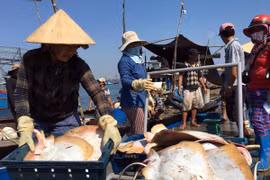 Thông qua chuỗi liên kết, chất lượng nguyên liệu đưa đến nhà máy và khu vực chế biến đã được nâng lên rõ rệt. 