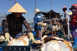 Thông qua chuỗi liên kết, chất lượng nguyên liệu đưa đến nhà máy và khu vực chế biến đã được nâng lên rõ rệt. 