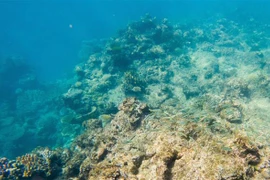 Rạn san hô Great Barrier ở Queensland, Australia, ngày 2/6/2021. (Ảnh: THX/TTXVN)
