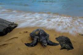 Xác rùa biển trôi dạt vào bờ ở Wellawatte, Sri Lanka ngày 24/6/2021, sau sau thảm họa đắm tàu. (Ảnh: AFP/TTXVN)