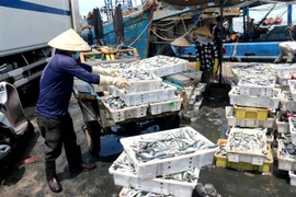 Hải sản tại Cảng cá La Gi. (Ảnh: Nguyễn Thanh/TTXVN)