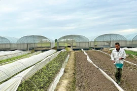 Ảnh minh họa Hợp tác xã. (Nguồn: PV/Vietnam+)