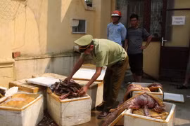 Thanh Hóa bắt giữ xe tải chở 650kg thịt lợn bốc mùi hôi thối
