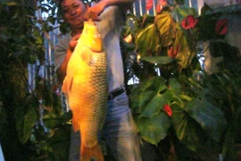 Câu được con cá chép vàng khổng lồ nặng hơn 10kg ở Lâm Đồng 