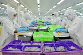 Dây chuyền chế biến sản phẩm tôm xuất khẩu tại nhà máy Sao Ta (Sóc Trăng). (Ảnh: An Hiếu/TTXVN)