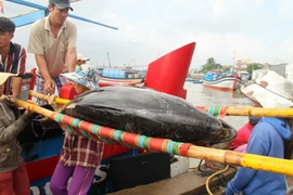 Cứu 2 tàu câu cá ngừ đại dương bị mắc cạn ở cửa biển Đà Diễn