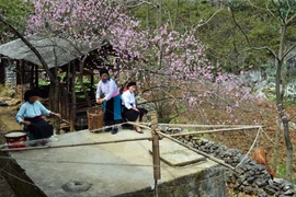 [Photo] Sắc Xuân về trên vùng cao nguyên đá Đồng Văn