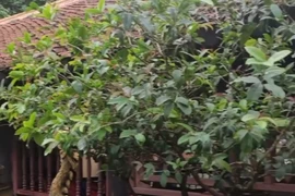 Đình làng Triều Khúc trở thành "vịnh" sau trận mưa lớn đêm 15/9