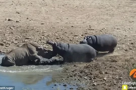 [Video] Hà mã nổi điên cắn chết tê giác đang uống nước dưới hồ