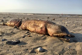 Xác của sinh vật bí ẩn. (Nguồn: Preeti Desai)