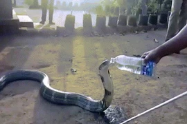 Kinh ngạc cảnh rắn hổ mang bò vào làng để xin người dân nước