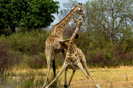 Cú đá mạnh khiến chú hươu cao cổ phải gồng mình chống đỡ. (Nguồn: Caters News) 