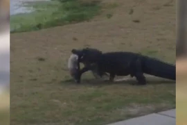 Kinh ngạc cảnh cá sấu ngậm miếng mồi lớn dạo chơi trên sân golf