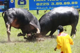 Hai trâu số 20 và trâu số 32 thực hiện pha hổ vồ lao vào nhau ở trận bán kết 1. (Ảnh: Lâm Khánh/TTXVN)