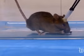 Con chuột cắn xé miếng mồi khi luồng ánh sáng chiếu vào bộ não. (Nguồn: The Washington Post)