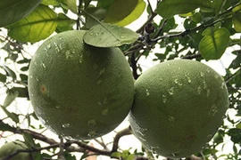 (Nguồn: buoidoanhung.vn)