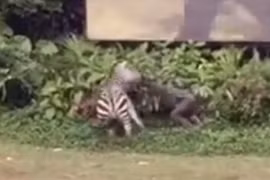 [Video] Nhân viên vườn thú bị con ngựa vằn hung dữ kéo lê