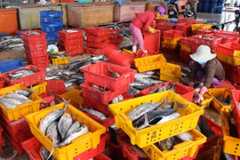 Ảnh minh họa. (Nguồn: Nguyên Lý/TTXVN)