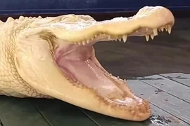 [Video] Vẻ ngoài đáng kinh ngạc của con "cá sấu ma" quý hiếm 