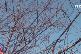 [Video] Hủy bỏ ngày hội hoa mai anh đào tại thành phố Đà Lạt