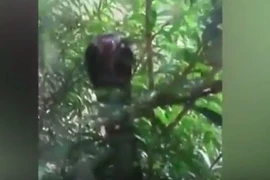 [Video] Ba chú mèo con co rúm khi nhìn thấy rắn hổ mang chúa