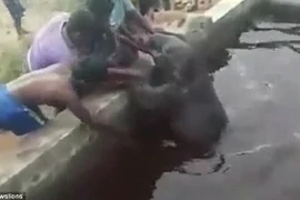 Dân làng chung sức giải cứu chú voi con bị ngã xuống bể nước