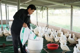 Mô hình VAC của anh Trần Văn Quyết ở thôn Tam Sơn, xã Tân Lãng, huyện Lương Tài, tỉnh Bắc Ninh. (Ảnh: Diệp Trương/TTXVN)