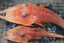 Hai con cá chào mào gai xuất hiện ở vùng biển Australia. (Nguồn: Facebook)