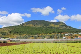 (Ảnh minh họa: Phạm Kha/TTXVN)