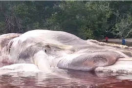 Xác sinh vật biển gây xôn xao. (Nguồn: Patasiwa Kumbang Amalatu)