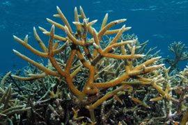 Ảnh minh họa. (Nguồn: Coral Reef Alliance)