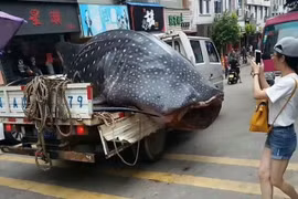 Phẫn nộ cảnh xẻ thịt cá mập voi trên phố để bán cho nhà hàng