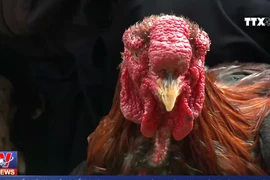 [Video] Chiêm ngưỡng giống gà Đông Tảo quý hiếm ở Hưng Yên